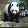 panda_1819